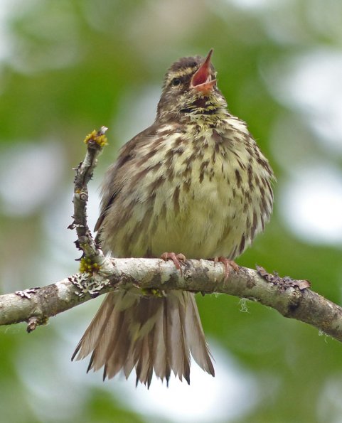 northern-waterthrush-singing