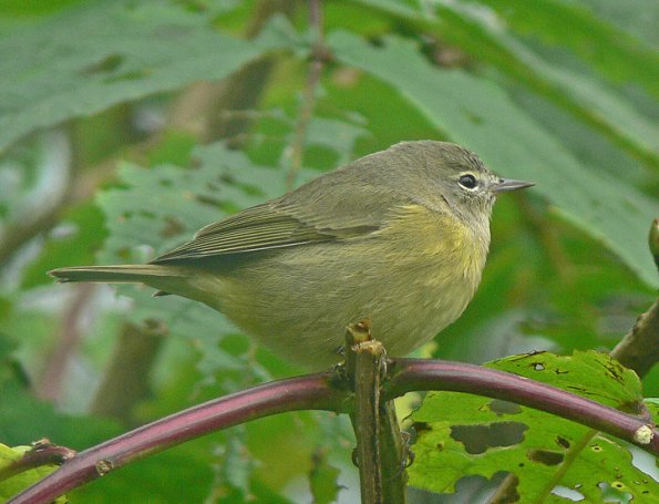 orange-crowned-warbler-from-book