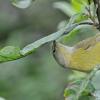 orange-crowned-warbler-gleaning-insect-larvae