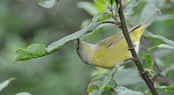 orange-crowned-warbler-gleaning-insect-larvae