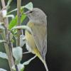 orange-crowned-warbler-side-view