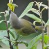 orange-crowned-warbler-topside