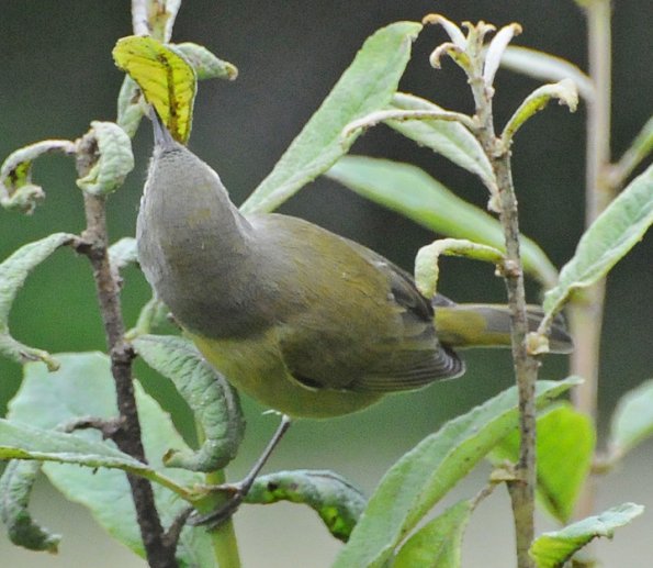 orange-crowned-warbler-topside