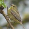 orange-crowned-warbler