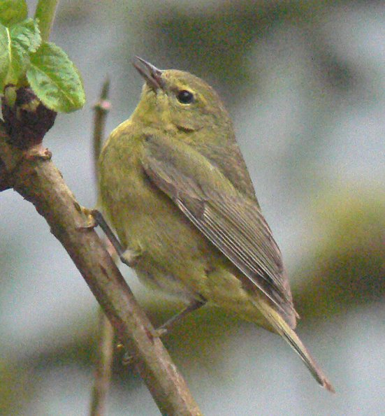 orange-crowned-warbler