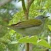 tennessee-warbler-breeding-male