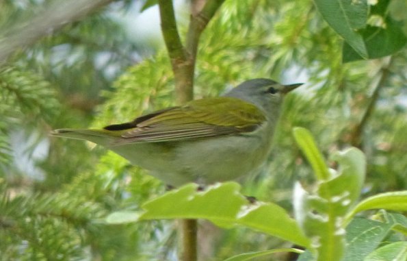 tennessee-warbler-breeding-male