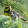 townsend-s-warbler-adult-male-2