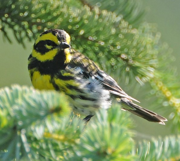 townsend-s-warbler-adult-male-2