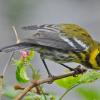 townsend-s-warbler-adult-male