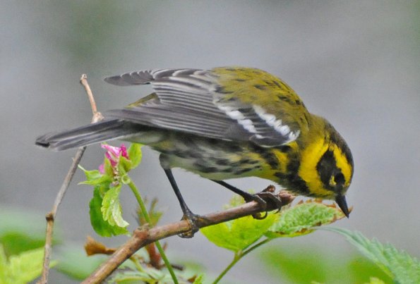 townsend-s-warbler-adult-male
