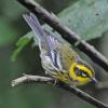 townsend-s-warbler-female