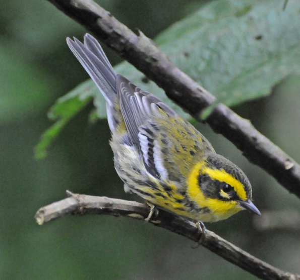 townsend-s-warbler-female