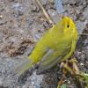wilson-s-warbler-femlae