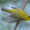 wilson-s-warbler-male-2