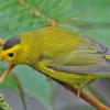 wilson-s-warbler-male