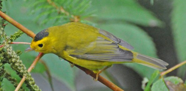 wilson-s-warbler-male