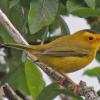 wilson-s-warbler-on-mendenhall-wetlands