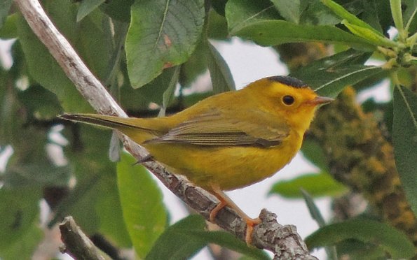 wilson-s-warbler-on-mendenhall-wetlands