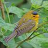 wilson-s-warbler