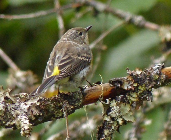 yellow-rumped-warbler-and-lichens