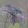 yellow-rumped-warbler-eating-aphids