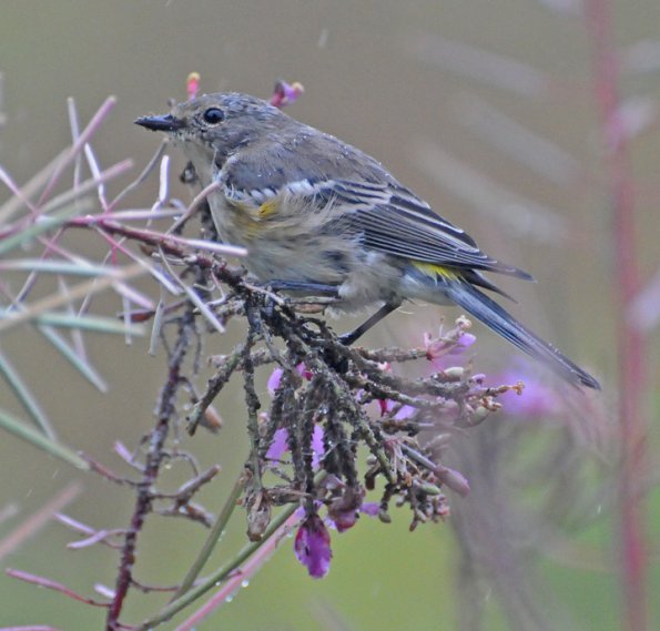yellow-rumped-warbler-eating-aphids