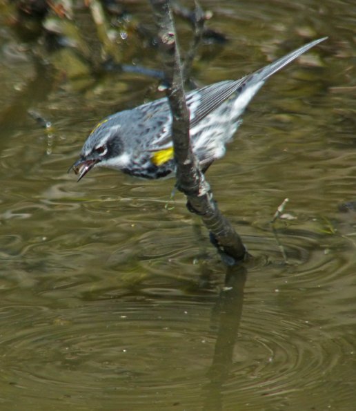 yellow-rumped-warbler-feeding-in-water-1
