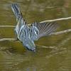 yellow-rumped-warbler-feeding-in-water-2