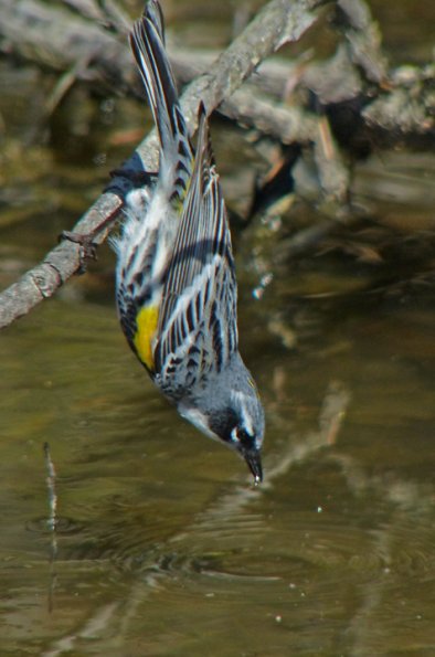yellow-rumped-warbler-feeding-in-water-3