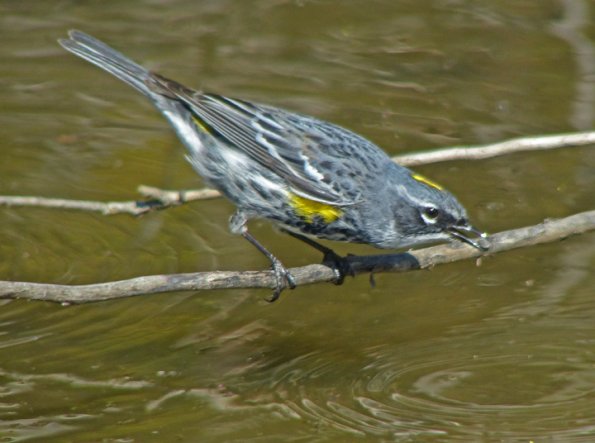 yellow-rumped-warbler-feeding-in-water-4