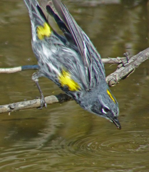 yellow-rumped-warbler-feeding-in-water-5