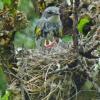 yellow-rumped-warbler-female-at-nest-with-young