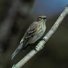 yellow-rumped-warbler-immature-from-book