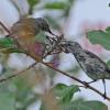 yellow-rumped-warbler-juveniles-eating-aphids
