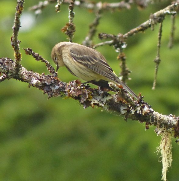 yellow-rumped-warbler-looking-in-lichens-for-insects