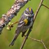 yellow-rumped-warbler-male-myrtle-subspecies