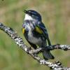 yellow-rumped-warbler-male-singing