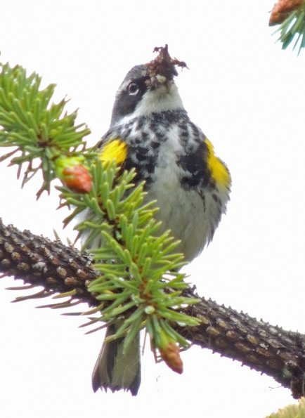 yellow-rumped-warbler-male-with-insects