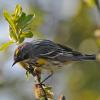 yellow-rumped-warbler-myrtle-subspecies