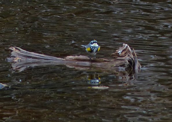 yellow-rumped-warbler-on-floating-log