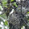 yellow-rumped-warblers-feeding-young-at-nest