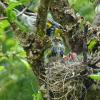 yellow-rumped-warblers-male-and-female-at-nest-with-very-young