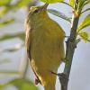 yellow-warbler-1