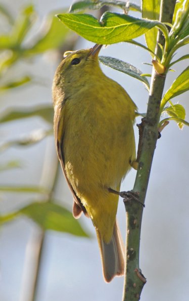 yellow-warbler-1