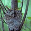 yellow-warbler-female-on-nest