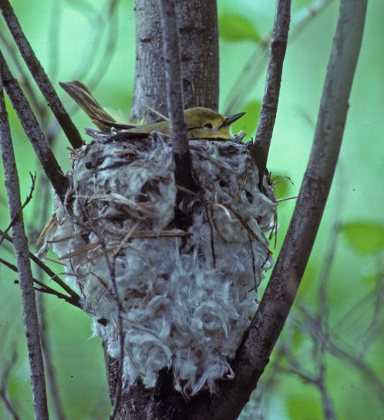 yellow-warbler-female-on-nest