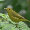 yellow-warbler-female-with-insect-larva