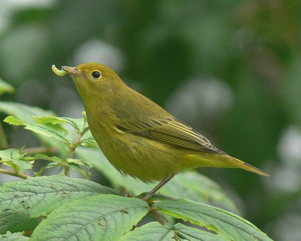 yellow-warbler-female-with-insect-larva