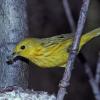 yellow-warbler-male-from-book